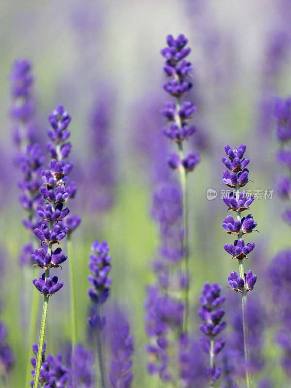 宏观，选择性:薰衣草花