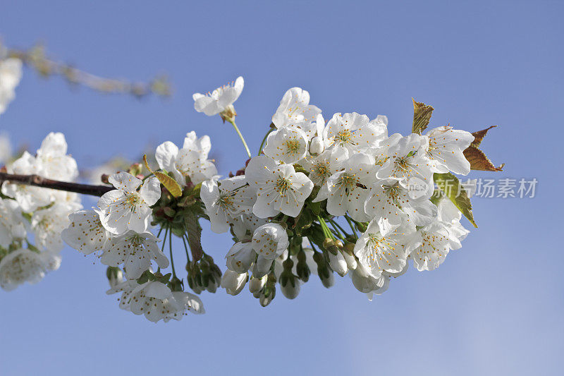 樱花白花盛开