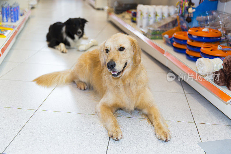 宠物店里可爱的金毛猎犬和大宠物骨头