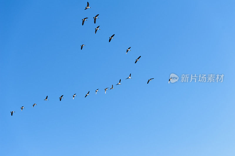 大雁在蓝天下v形飞翔