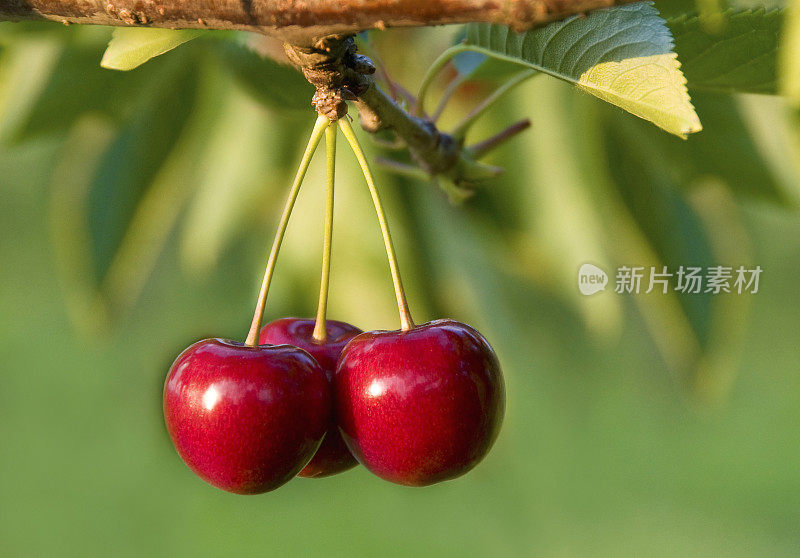 晚霞中成熟樱桃的特写