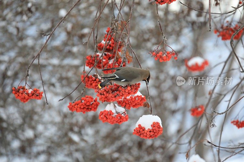 波西米亚蜡鸟在冬天的山梣树浆果丛中。