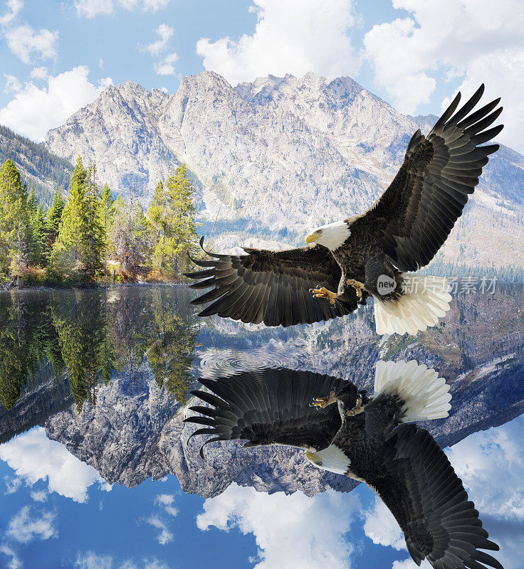 大提顿山脉珍妮湖上的秃鹰