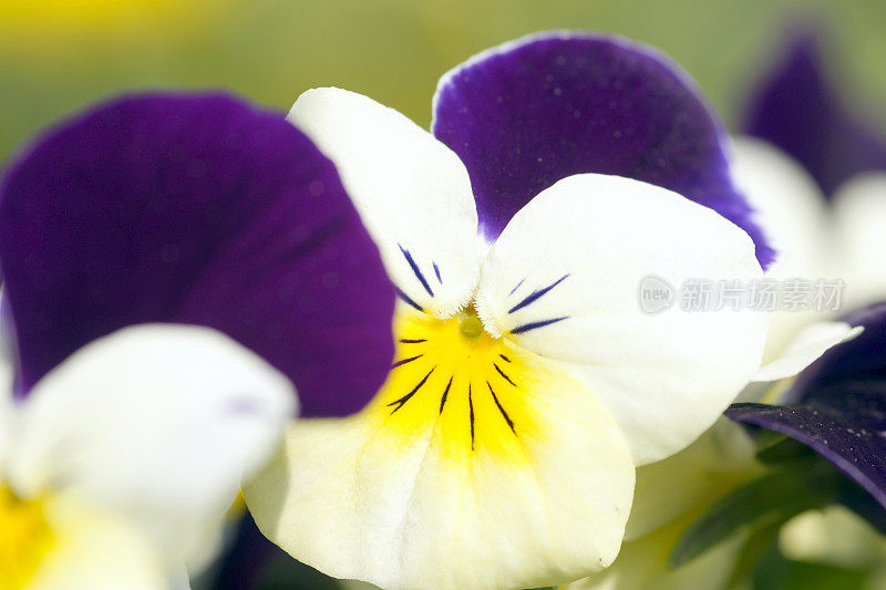 紫白相间堇型花