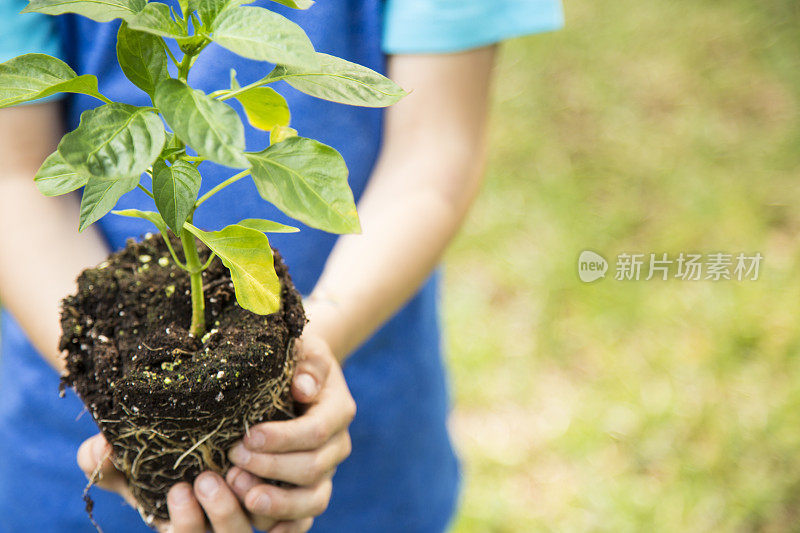 小男孩把幼苗种在户外的泥土里。