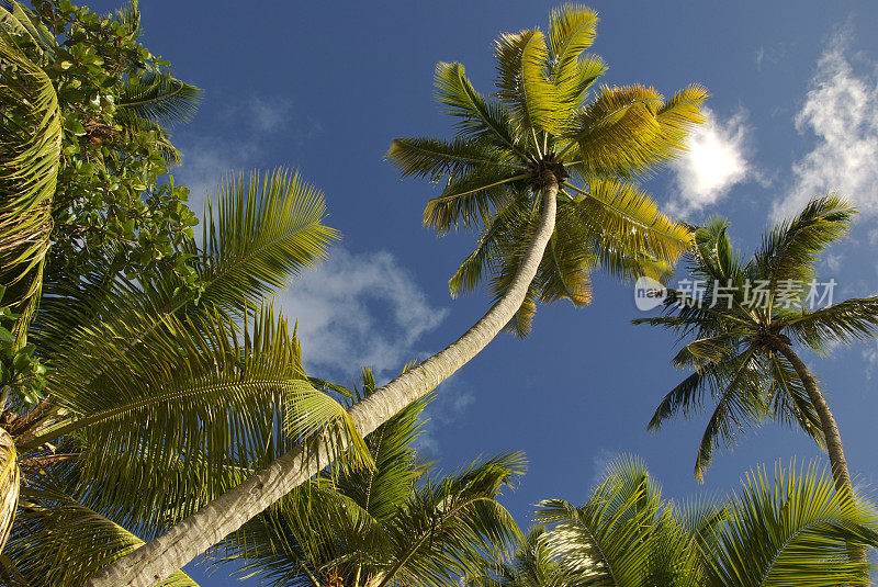 棕榈树在树林蓝天上弯曲