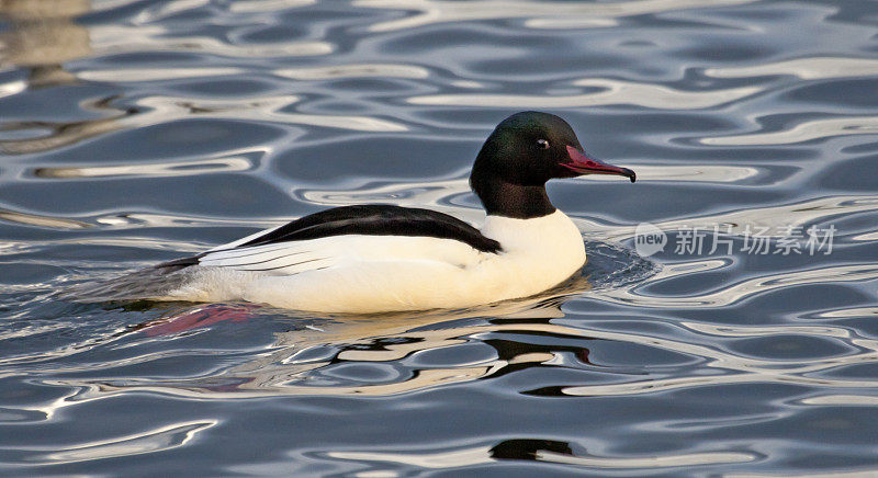 雄性秋沙鱼(Mergus_merganser)在玻璃般的波浪上游泳