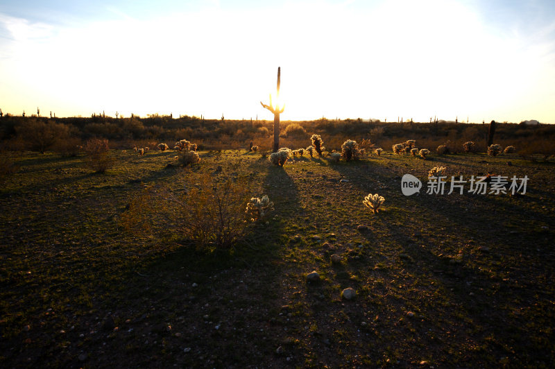 亚利桑那州沙漠生活仙人掌