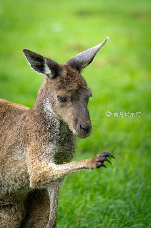 红袋鼠