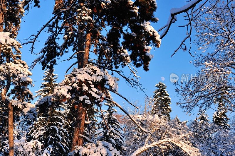 冬天的风景