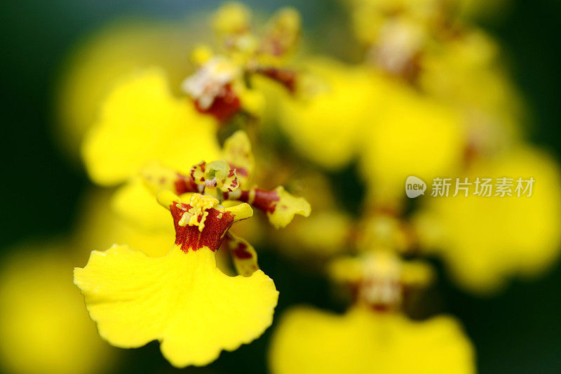 兰花花朵特写