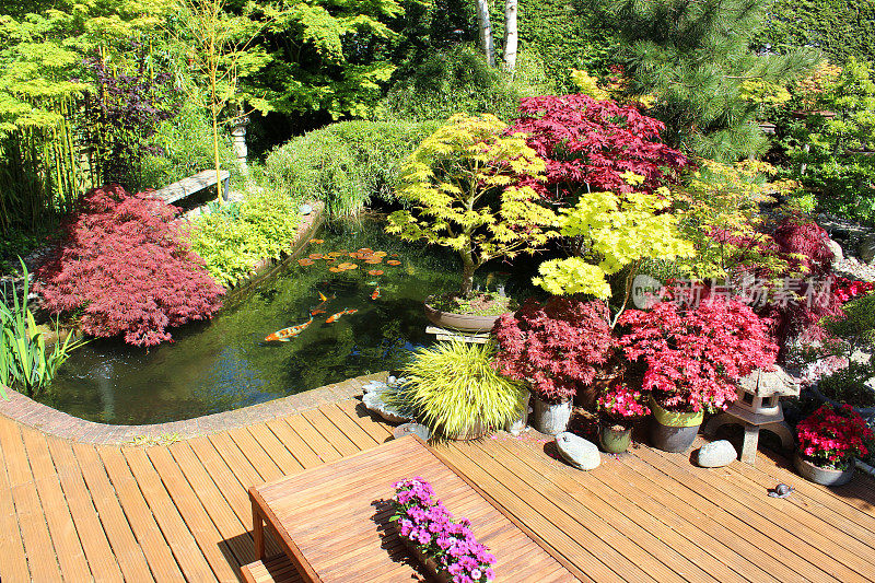 形象的木材装饰，日本花园锦鲤池，木制家具，枫树