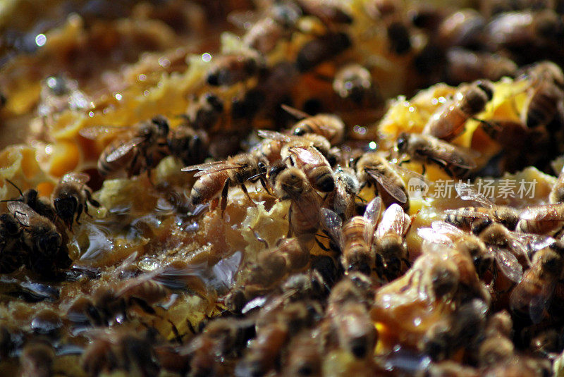 蜜蜂在蜂巢的蜜框上爬行的特写
