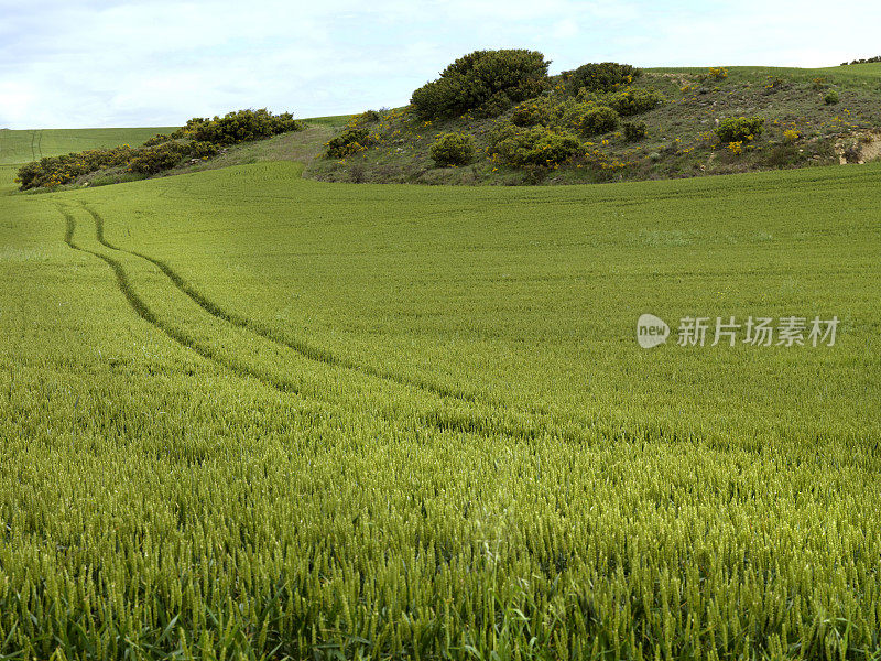 麦田