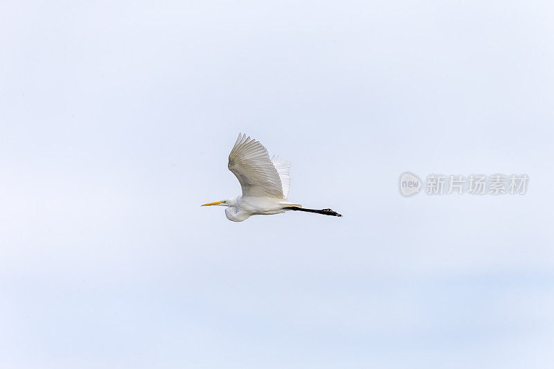 大白鹭飞翔