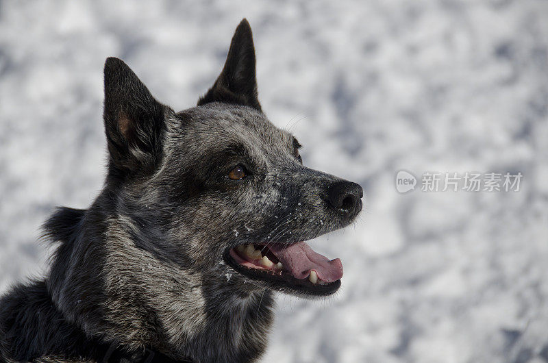 蓝色的希勒犬喜欢雪