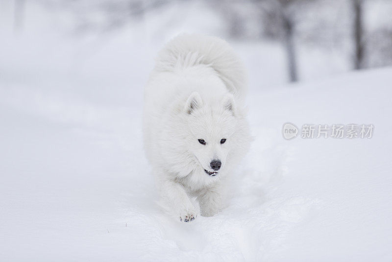 萨莫耶德人在雪