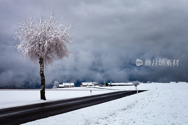 潮湿的下午雪，孤独的树，农场在瑞士