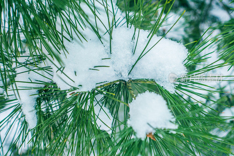 松树针带雪