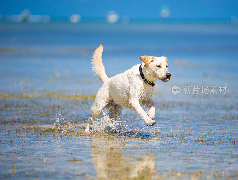 拉布拉多寻回犬运行