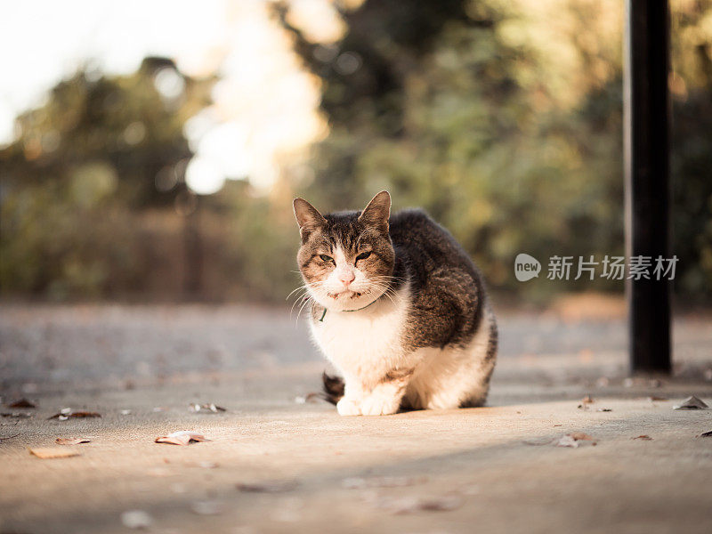 只流浪猫