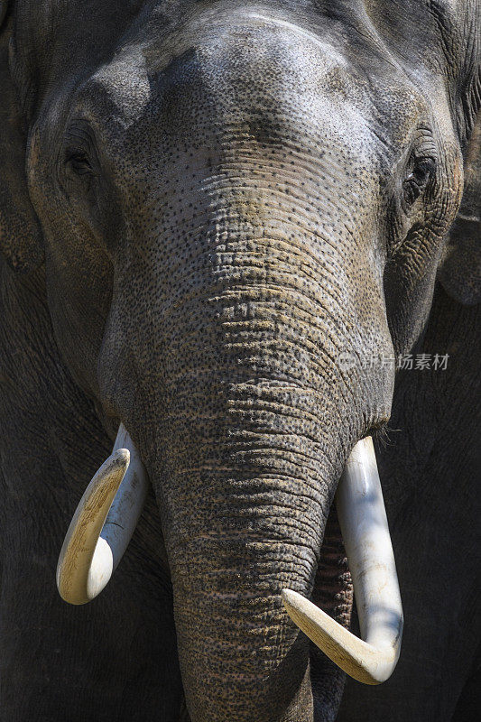 象牙直视摄像机的大象