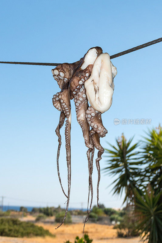新鲜章鱼挂在外面