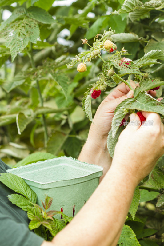 在浆果农场采摘树莓的女人