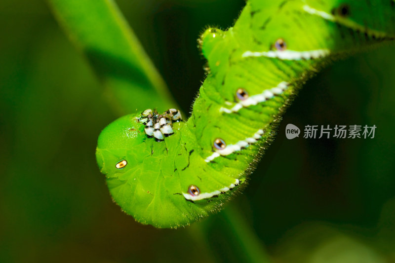 蕃茄天蛾的幼虫