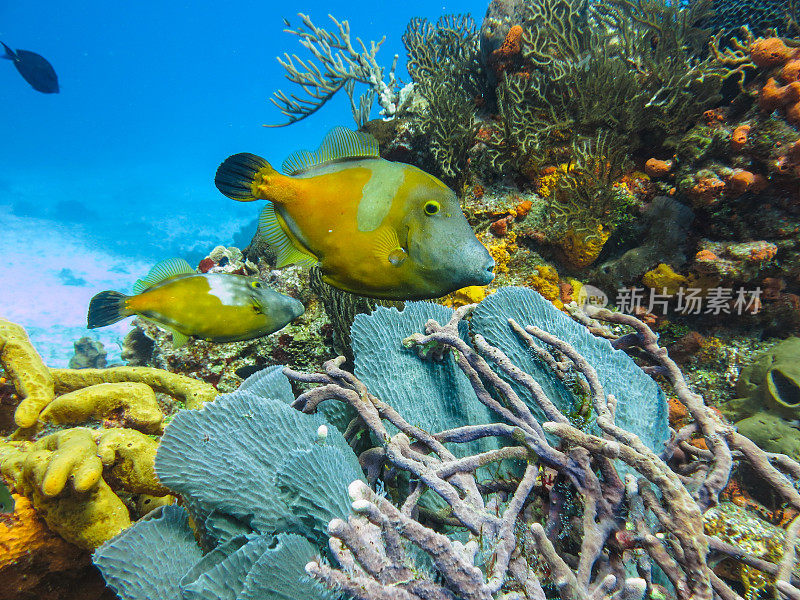 海洋生物和水下自然，马尔代夫的鹦鹉鱼