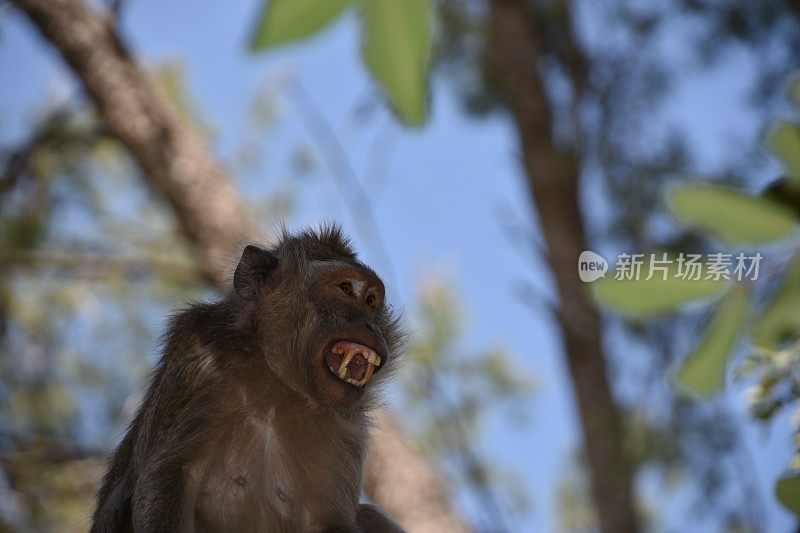 不幸的是，这是实验首选的动物