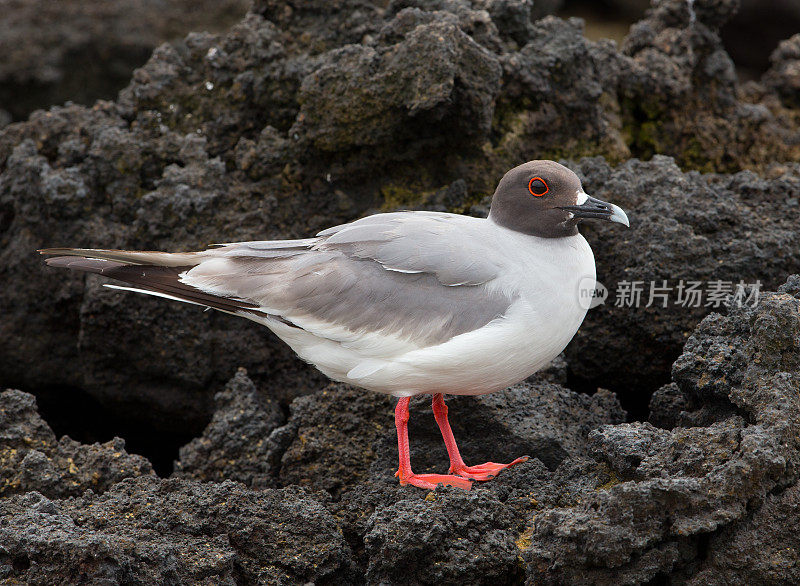 燕子尾随海鸥