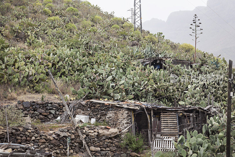 大加那利群岛南部的一间有仙人掌的农舍