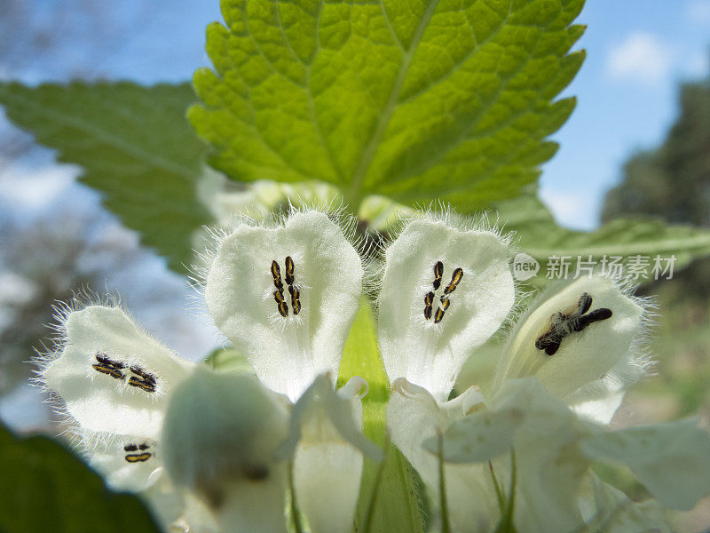 欧洲春天的花-一种白色的死荨麻的花