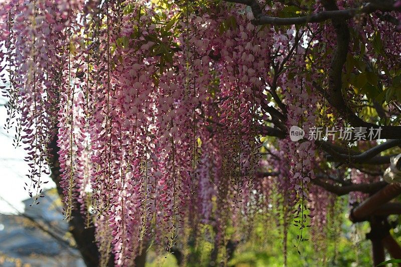 日本紫藤花