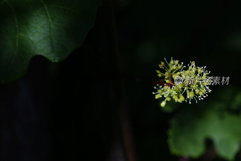 葡萄花的特写