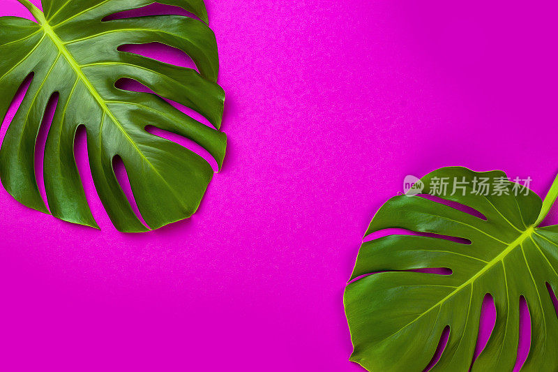 绿色的热带棕榈叶，粉红色的背景。最小平铺风格。头顶，俯视图，拷贝空间