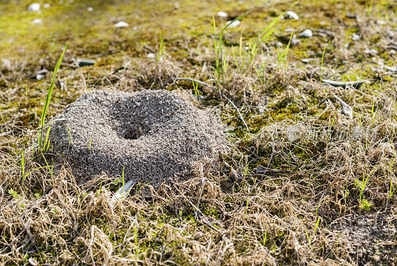 蚂蚁在农田里挖洞