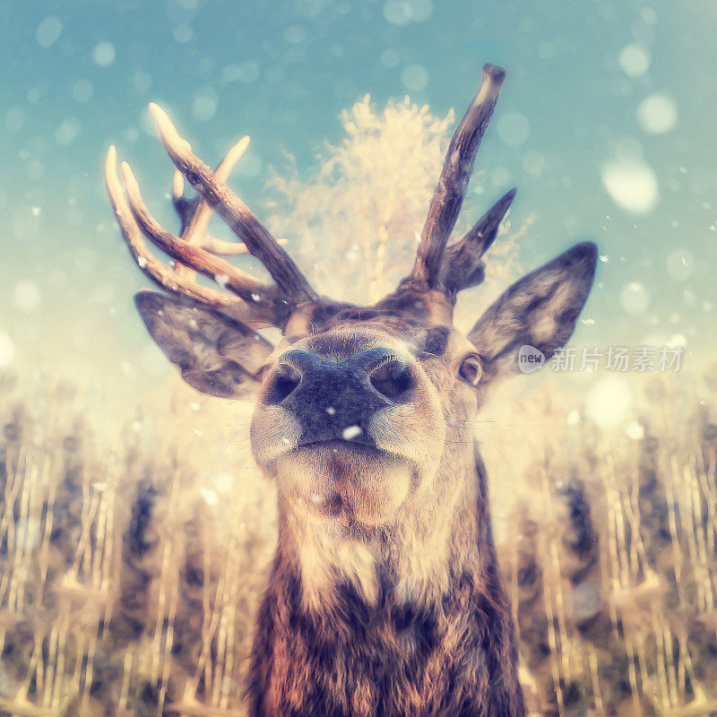 一只带着雪花的鹿的肖像