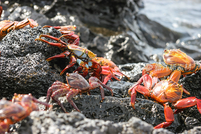 一只红黄相间的螃蟹在一些潮湿的岩石上走着