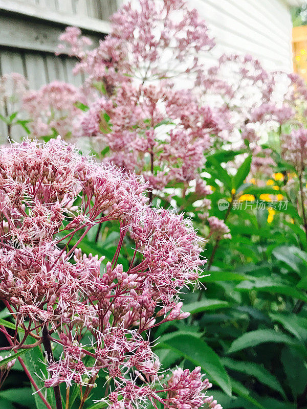 乔派伊杂草