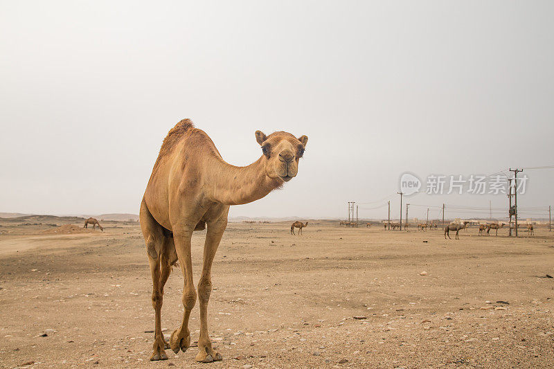 萨拉拉沙漠中的骆驼