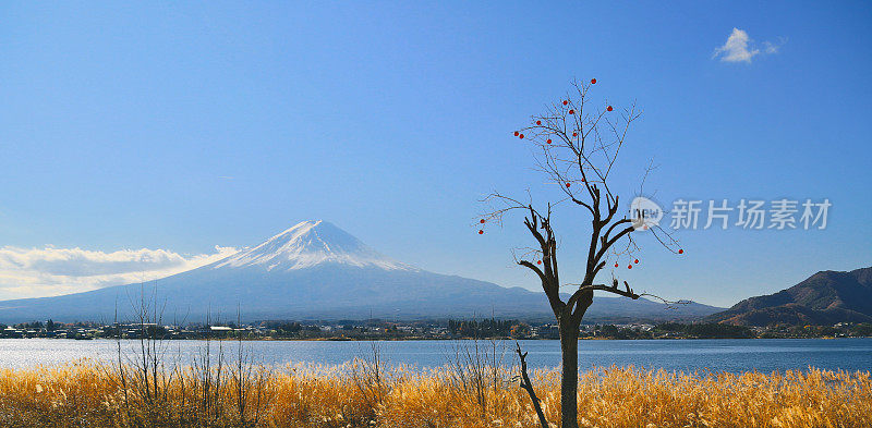 富士山和柿子树