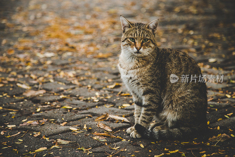 猫坐在秋叶路上