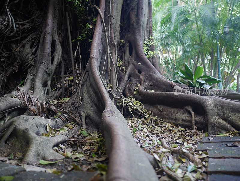 在曼谷的公共开放公园里有一棵非常古老的树，并且在晚上保留了一部分古老的建筑