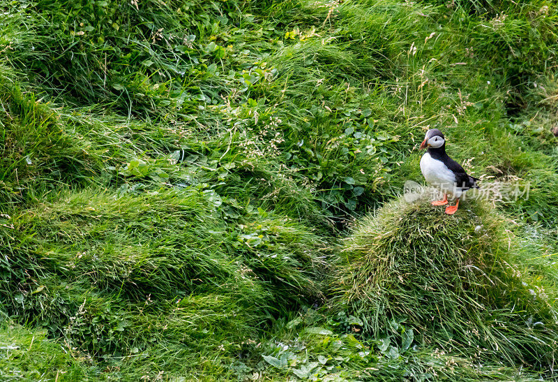 在冰岛威斯特曼群岛长满草的悬崖边的大西洋海雀