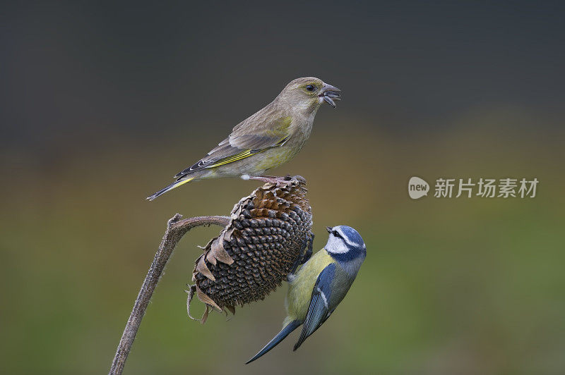 向日葵上的绿雀和蓝雀