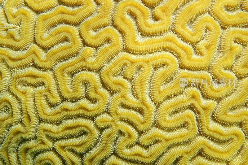 沟槽状的脑珊瑚迷宫
