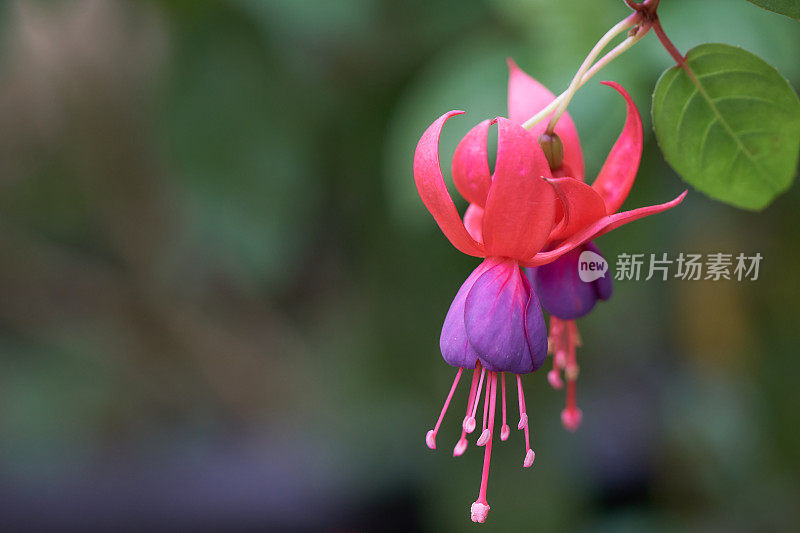 花园里的紫红色花(杂交紫红色)。花都是在寒冷的天气里种植的，装饰漂亮，装饰家作为一种花卉装饰沿着篱笆种植。