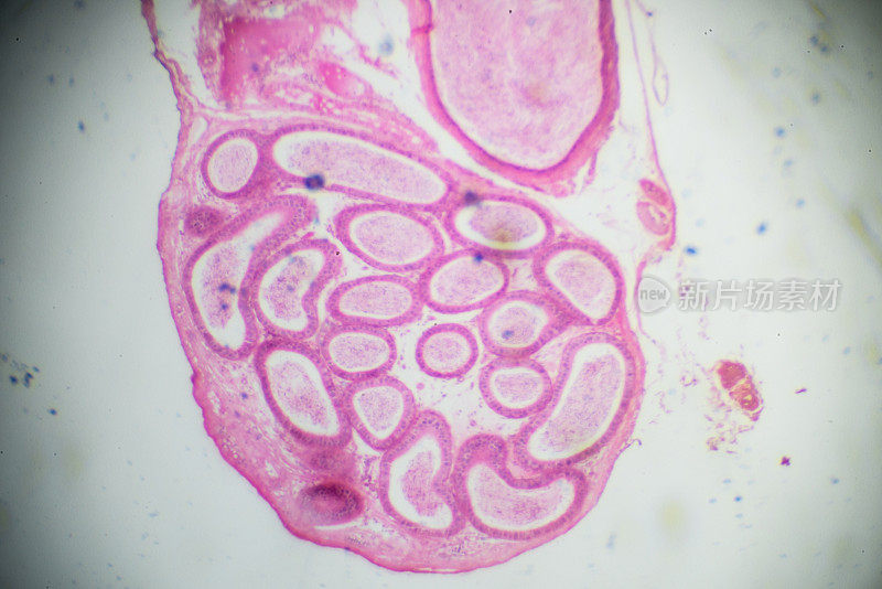 显微镜下睾丸及附睾载玻片